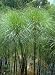 Giant Papyrus 25 Seeds - Cyperus