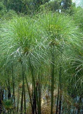 Giant Papyrus 25 Seeds - Cyperus
