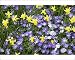 Photographic Prints of Spring flowers from Science Photo Library