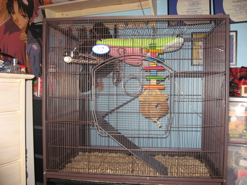 Chinchilla Cage Setup