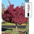 Red Leaf Japanese Maple (Single)