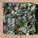 36 Mixed Succulent Spring Collection