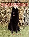 Belgische Sch�ferhunde - Heute