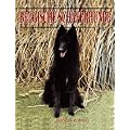 Belgische Sch�ferhunde - Heute