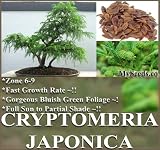 5 RED CEDAR JAPANESE BONSAI C. japonica Seeds Fast Growing Evergreen bluish gren