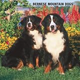 Bernese Mountain Dogs 2008 Square Wall Calendar; ISBN: 1421622130; by: <b>BrownTrout Publishers</b>