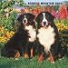 Bernese Mountain Dogs 2008 Square Wall Calendar
