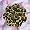 LEOPARD FLOWER