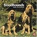 Bloodhounds 2010 Square Wall (Multilingual Edition)