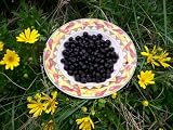 61ERv4cgS8L. SL160  Goji Berry Seeds
