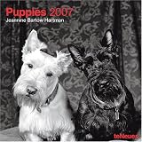 Puppies 2007