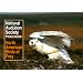 National Audubon Society Pocket Guide to North American Birds of Prey (National Audubon Society Pocket Guides)