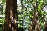 Urwelt - Mammutbaum / chin. Rotholz / Dawn Redwood (Saatgut, Samen)