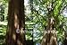 Urwelt - Mammutbaum / chin. Rotholz / Dawn Redwood (Saatgut, Samen)
