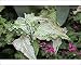 Photographic Prints of Caladium Thai Beauty from Ros Drinkwater