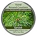 Premium 100% Soy Tureen Candle - 3 oz. - Spruce: More complex than a typical Frasier or Douglas Fir. Capture the spirit of the holidays. Made w/ natural essential oils.