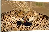 20 Inch Box Canvas (51cm) CHEETAH - pair grooming, facing by Ardea