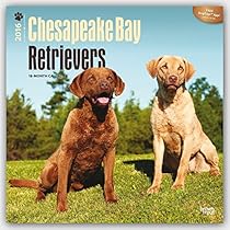 Chesapeake Bay Retrievers 2016 Square 12x12 Chesapeake Bay Retrievers 2016 Square 12x12
