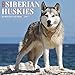 Just Siberian Huskies 2017 Wall Calendar (Dog Breed Calendars)