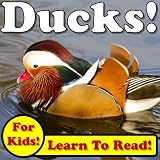 Ducks! Learn About Ducks While Learning To Read - Duck Photos And Facts Make It Easy! (Over 45+ Photos of Ducks)