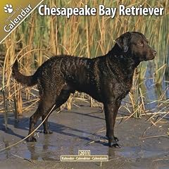 Kalender 2011 Chesapeake Bay Retriever