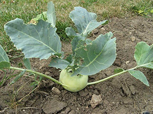 Seeds Kohlrabi Delikatesnaya Belaya-Delicious Heirloom Vegetable