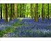 Photographic Prints of Bluebells i from ClownFish Photo