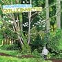 Flower Gardens (Album)