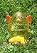 18 Easter Fillable Eggs - Chicks