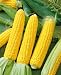 Incredible Hybrid Corn Seeds - Zea Mays - 14 Grams - Approx 100 Gardening Seeds - Vegetable Garden Seed