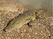 Jigsaw of MORELETS / Belize CROCODILE from Ardea
