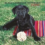 Labrador Retriever, Black Puppies 2008 Square Wall Calendar