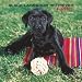 Labrador Retriever, Black Puppies 2008 Square Wall Calendar