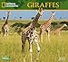 National Geographic Giraffes 2017 Wall Calendar