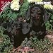   - Dachshund 2009 Wall Calendar