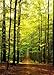 Forest Path Puzzle, 1000-Piece