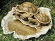 14" Joseph's Studio Loving Turtles on Leaf Outdoor Garden Bird Bath with Verse