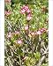 Photographic Prints of Flowers of Desert Rose from Ardea Wildlife Pets