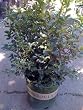 Berri Magic Kids Holly Two Gallon Plant
