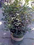 Berri Magic Kids Holly Two Gallon Plant