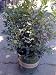 Berri Magic Kids Holly Two Gallon Plant