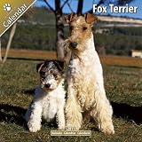 Kalender 2011 Foxterrier Glatthaar und Drahthaar