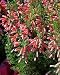 Photographic Prints of Erica mammosa from Ros Drinkwater