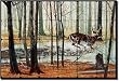Icy Surprise by Robert Binks - Deer Animal Tumbled Marble Mural 16" x 24" Kitchen Shower Backsplash