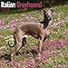 Italian Greyhound Calendar - Breed Specific Italian Greyhound Calendar - 2015 Wall calendars - Dog Calendars - Monthly Wall Calendar by Avonside