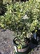 Variegated Calamondin Tree Two Gallon by Monrovia Growers