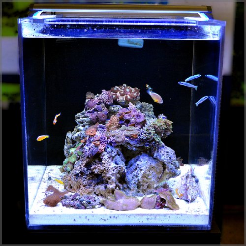 Finnex Ray2 Aquarium Day/Actinic LED Light, 48-Inch