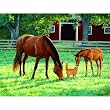Sunshine & Daisies 500pc Jigsaw Puzzle by Persis Clayton Weirs