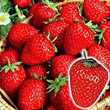 国華園　いちご苗　宝交早生　5株