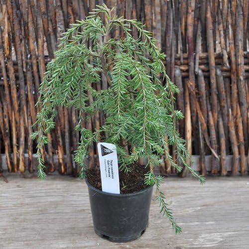 Miniature Fairy Garden Tsuga canadensis, Cole's Prostrate, Hemlock